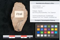 Foto (Objekt + Etikett) von Sequoia hardtii Endl. (NHMW-GEO-2024-0188-8240)